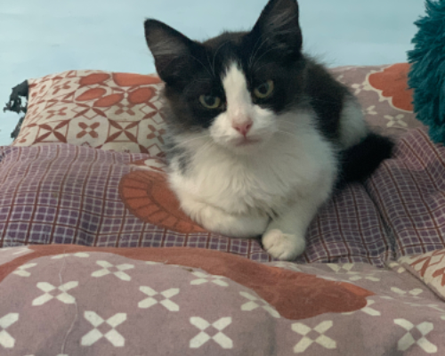 Adotta un gatto, maschio, 2 anni  e 9 mesi , Pescara