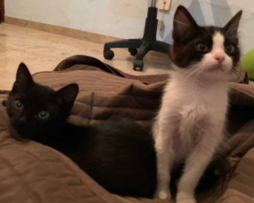 Vuoi adottare un gatto a Pescara?