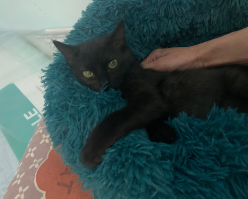 Adotta un gatto, taglia non valida, maschio, Pescara