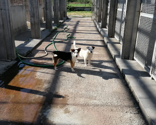 Adotta un cane, femmina, 4 anni , Firenze