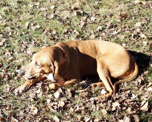Adotta un cane, maschio, 14 anni  e 5 mesi , Monza
