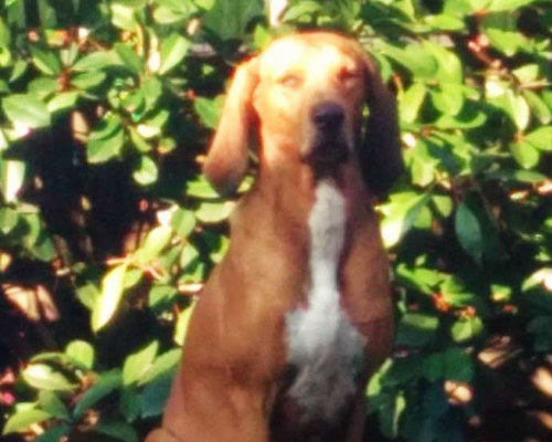 Foto 3 dell'animale