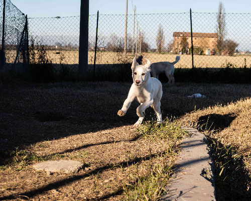 Adozione cane, femmina, meticcio, 3 anni e 5 mesi, taglia gigante, Modena