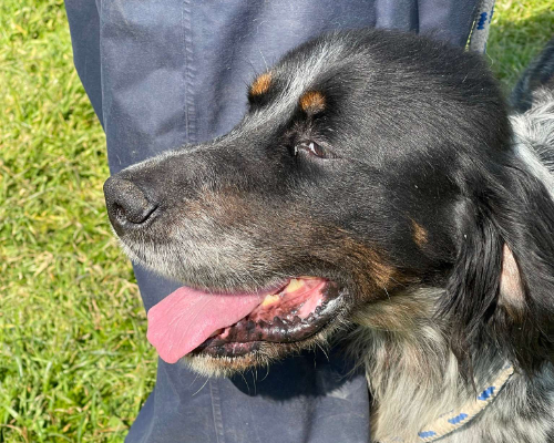 Adotta un cane, maschio, 10 anni e 5 mesi, Napoli
