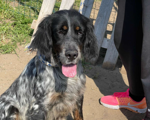 Adozione cane, maschio, Setter Inglese, 10 anni e 5 mesi, taglia media, Napoli
