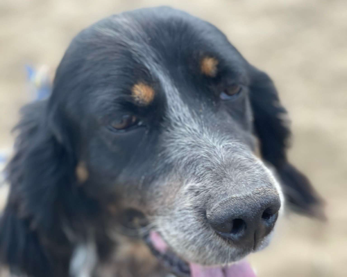 Adotta un cane, taglia media, maschio, Napoli