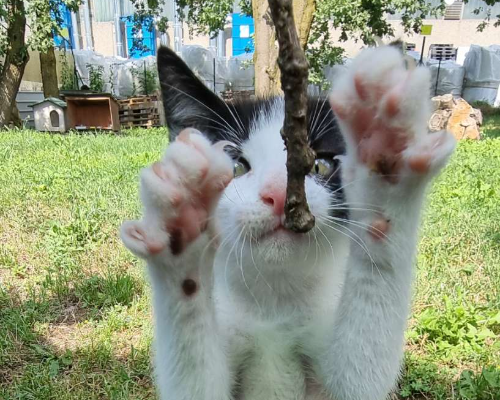 Adotta un gatto, maschio, 2 anni  e 1 mese, Lodi