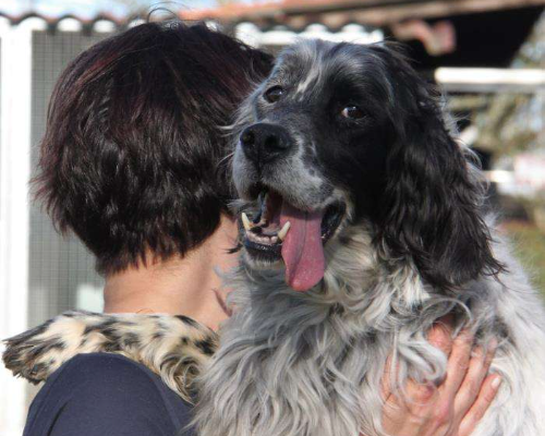 Adotta un cane, maschio, 13 anni e 4 mesi, Milano