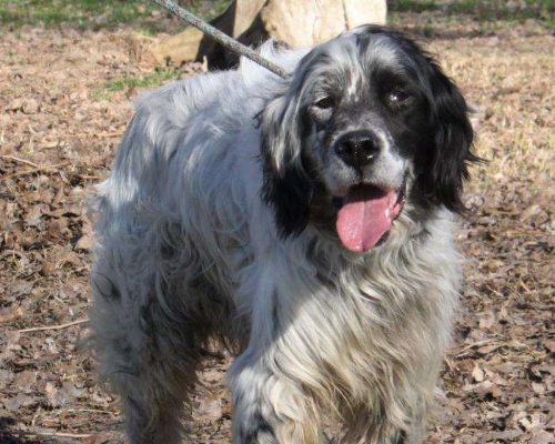 Vuoi adottare un cane a Milano?