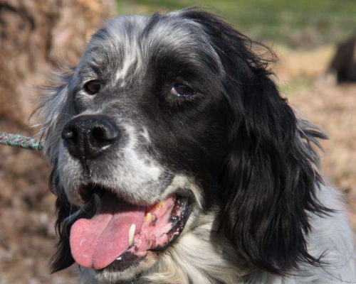 Adozione cane, maschio, Setter Inglese, 13 anni e 4 mesi, taglia media, Milano