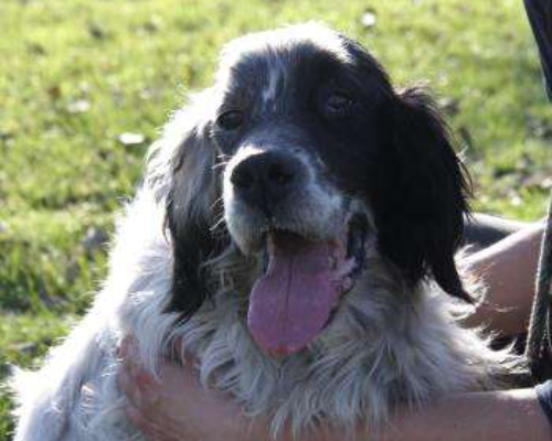 Adotta un cane, taglia media, maschio, Milano