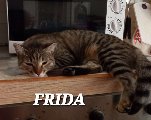 Adotta un gatto, taglia non valida, femmina, Brindisi