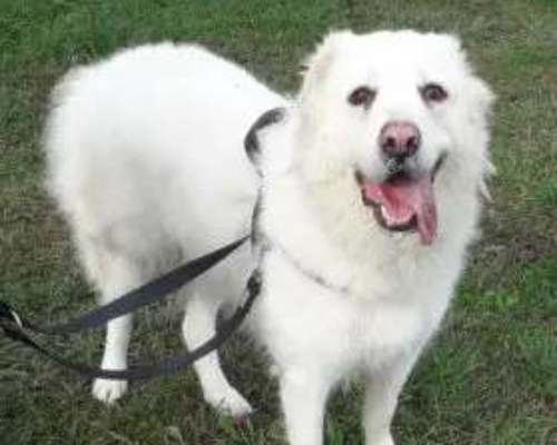 Adotta un cane, taglia media, femmina, Monza