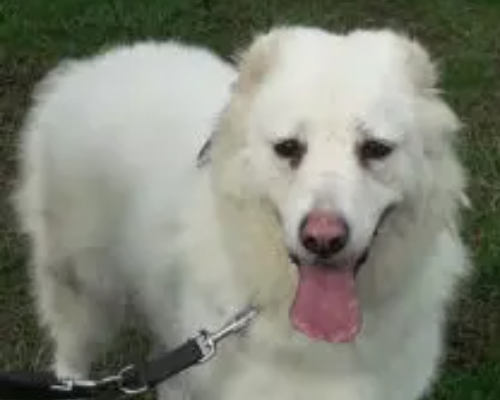 Adotta un cane, femmina, 5 anni  e 3 mesi , Monza