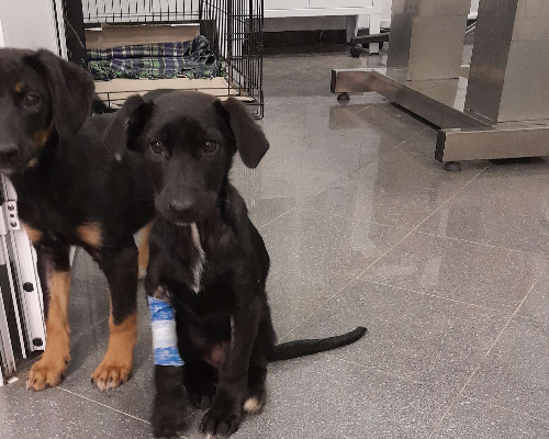 Adotta un cane, maschio, 2 anni  e 6 mesi , Siracusa