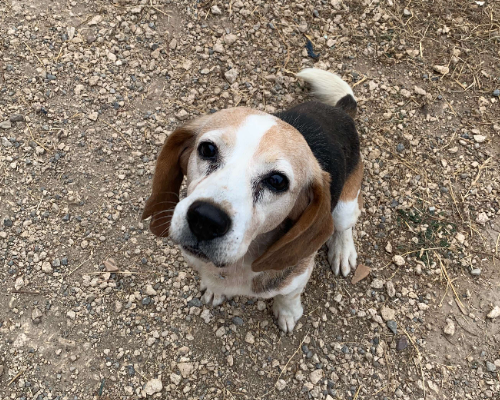Adotta un cane, taglia media, maschio, Viterbo