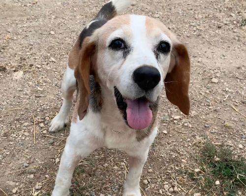 Vuoi adottare un cane a Viterbo?