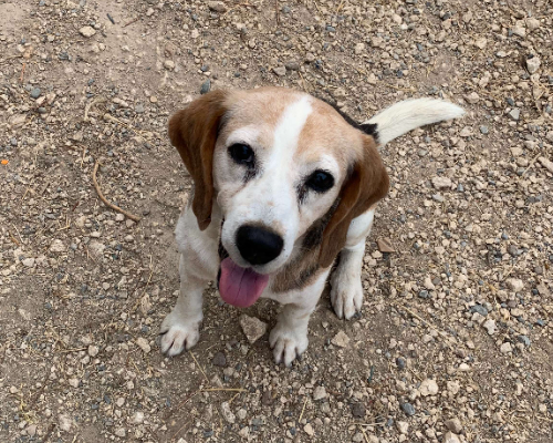 Adotta un cane, maschio, 12 anni  e 9 mesi , Viterbo