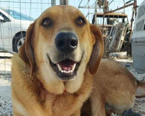 Adotta un cane, maschio, 7 anni e 3 mesi, Siracusa