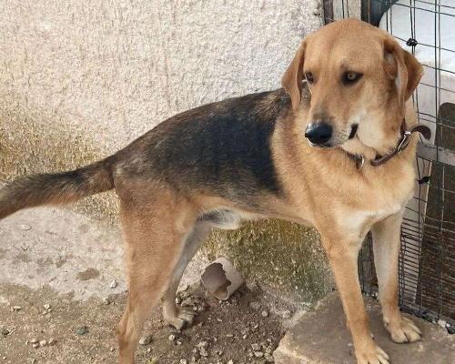 Vuoi adottare un cane a Siracusa?
