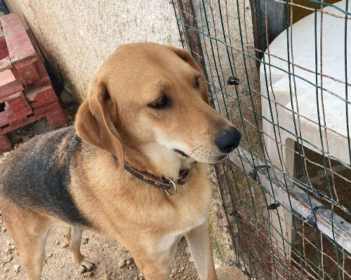 Adotta un cane, taglia grande, maschio, Siracusa