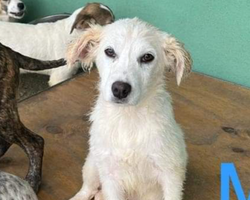Adozione cane, maschio, meticcio, 2 anni  e 3 mesi , taglia media, Firenze