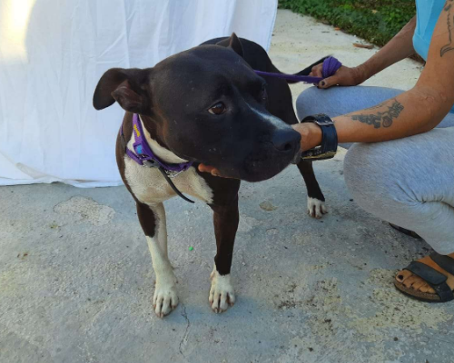 Vuoi adottare un cane a Caserta?