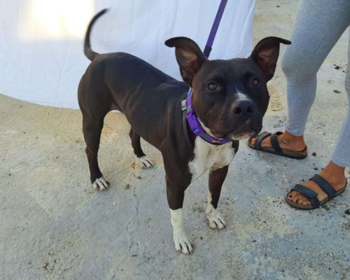 Adozione cane, femmina, Pitbull, 3 anni  e 9 mesi , taglia media, Caserta