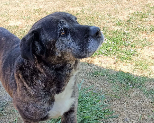 Adotta il cane Tempesta a Latina