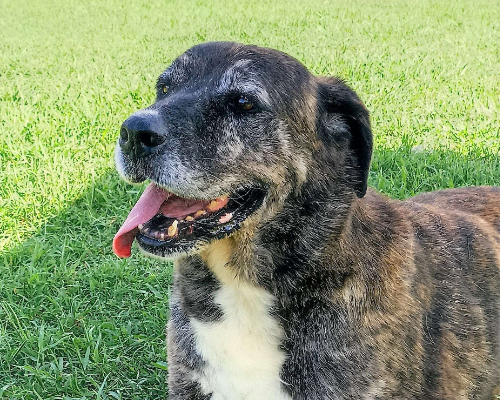 Adotta un cane, femmina, 14 anni  e 5 mesi , Latina