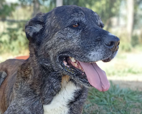 Adotta un cane, taglia grande, femmina, Latina