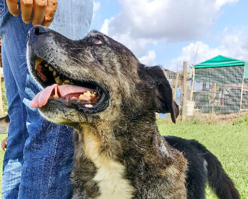 Vuoi adottare un cane a Latina?