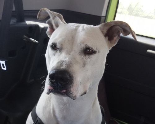 Adotta un cane, femmina, 12 anni  e 7 mesi , Bergamo