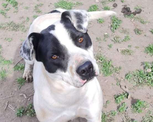 Adozione cane, maschio, Razza sconosciuta Pitbull, 5 anni  e 8 mesi , taglia media, Napoli