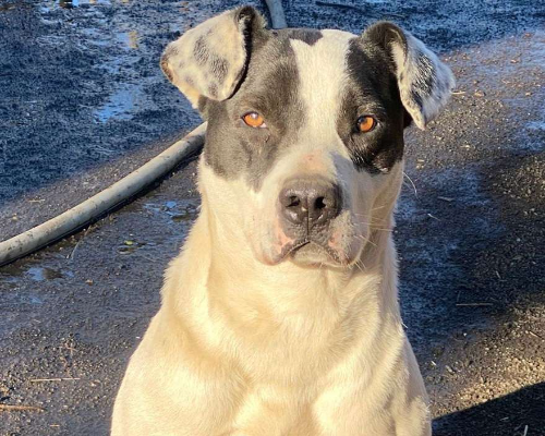 Adotta un cane, taglia media, maschio, Napoli