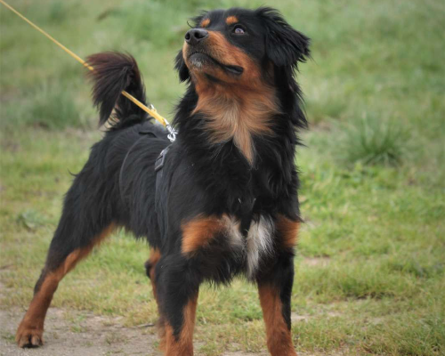 Adotta un cane, taglia piccola, maschio, Lecce