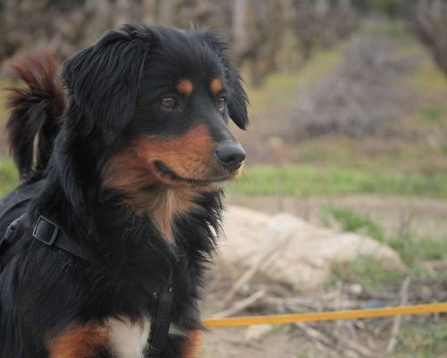 Vuoi adottare un cane a Lecce?