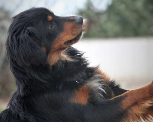 Adotta il cane Start a Lecce