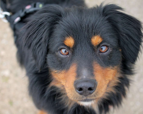 Adozione cane, maschio, meticcio, 4 anni e 4 mesi, taglia piccola, Lecce