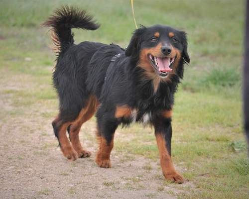 Adotta un cane, maschio, 4 anni e 4 mesi, Lecce