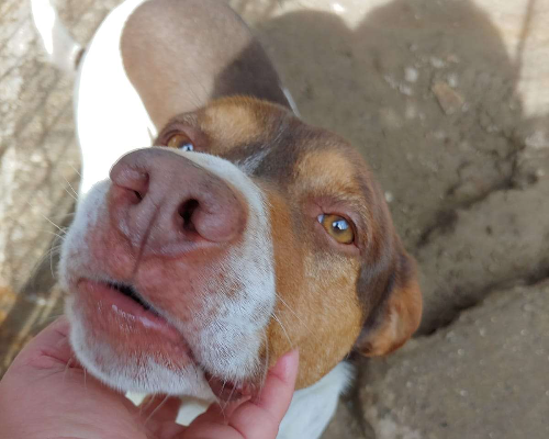 Adotta un cane, taglia media, maschio, Messina