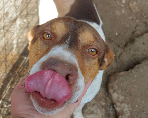 Vuoi adottare un cane a Messina?