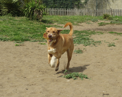 Adotta un cane, maschio, 12 anni  e 4 mesi , Napoli