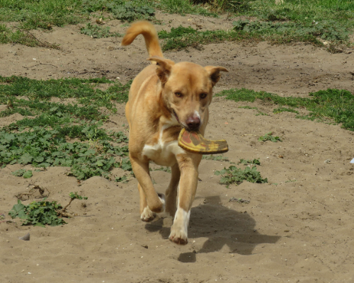 Adotta il cane DIEGO a Napoli