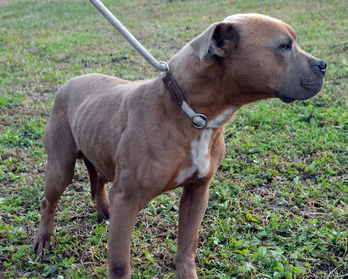 Adotta un cane, taglia media, maschio, Bergamo