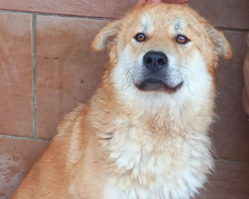 Vuoi adottare un cane a Caserta?