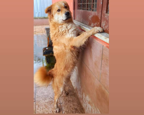 Foto dell'animale