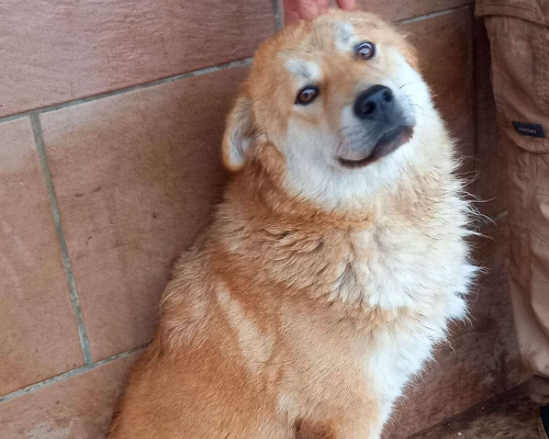 Adotta un cane, femmina, 3 anni  e 4 mesi , Caserta