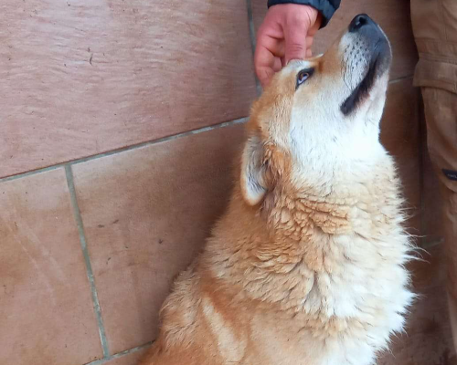 Adotta un cane, taglia media, femmina, Caserta