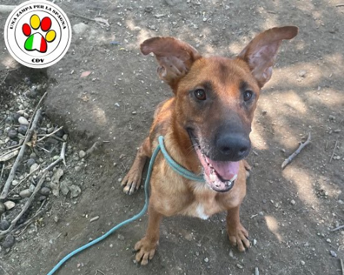 Vuoi adottare un cane a Como?